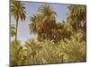 Date palms on Elephantine Island, Egypt-English Photographer-Mounted Giclee Print