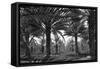 Date Palms-Dorothea Lange-Framed Stretched Canvas