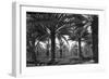 Date Palms-Dorothea Lange-Framed Art Print