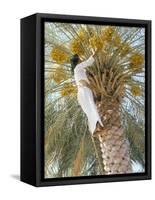 Date Picker, Nizwa, Oman, Gulf States, Middle East-Peter Ryan-Framed Stretched Canvas