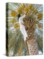 Date Picker, Nizwa, Oman, Gulf States, Middle East-Peter Ryan-Stretched Canvas