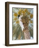 Date Picker, Nizwa, Oman, Gulf States, Middle East-Peter Ryan-Framed Photographic Print