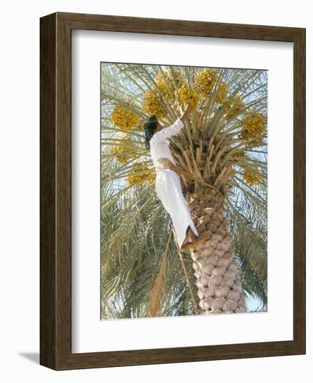 Date Picker, Nizwa, Oman, Gulf States, Middle East-Peter Ryan-Framed Photographic Print