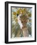 Date Picker, Nizwa, Oman, Gulf States, Middle East-Peter Ryan-Framed Photographic Print