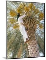 Date Picker, Nizwa, Oman, Gulf States, Middle East-Peter Ryan-Mounted Photographic Print