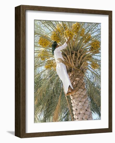 Date Picker, Nizwa, Oman, Gulf States, Middle East-Peter Ryan-Framed Photographic Print