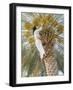 Date Picker, Nizwa, Oman, Gulf States, Middle East-Peter Ryan-Framed Photographic Print