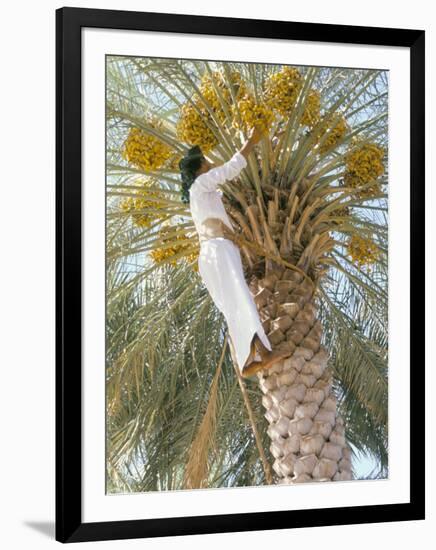 Date Picker, Nizwa, Oman, Gulf States, Middle East-Peter Ryan-Framed Photographic Print