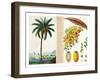 Date Tree and Fruit,Early Nineteenth Century-Pierre Jean Francois Turpin-Framed Giclee Print