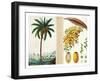 Date Tree and Fruit,Early Nineteenth Century-Pierre Jean Francois Turpin-Framed Giclee Print