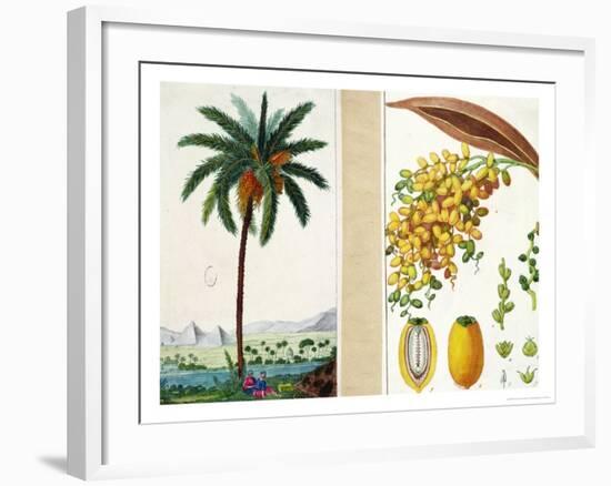 Date Tree and Fruit,Early Nineteenth Century-Pierre Jean Francois Turpin-Framed Giclee Print