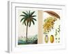 Date Tree and Fruit,Early Nineteenth Century-Pierre Jean Francois Turpin-Framed Giclee Print