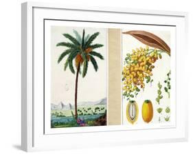 Date Tree and Fruit,Early Nineteenth Century-Pierre Jean Francois Turpin-Framed Giclee Print