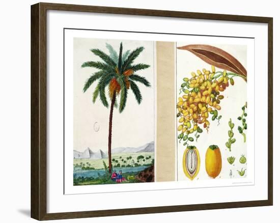 Date Tree and Fruit,Early Nineteenth Century-Pierre Jean Francois Turpin-Framed Giclee Print