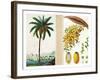 Date Tree and Fruit,Early Nineteenth Century-Pierre Jean Francois Turpin-Framed Giclee Print