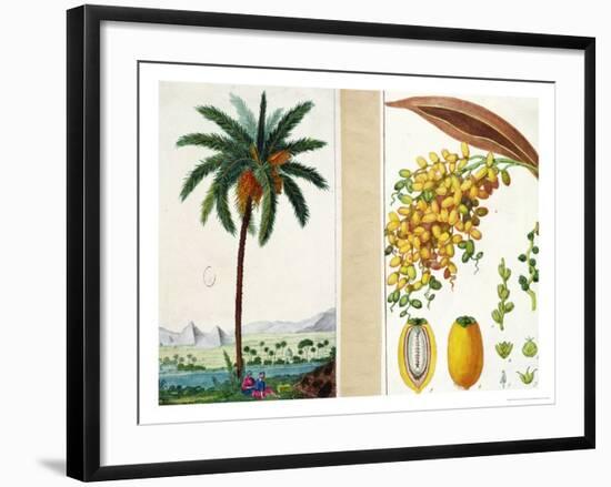 Date Tree and Fruit,Early Nineteenth Century-Pierre Jean Francois Turpin-Framed Giclee Print