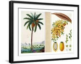 Date Tree and Fruit,Early Nineteenth Century-Pierre Jean Francois Turpin-Framed Giclee Print