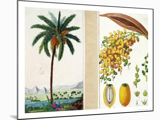 Date Tree and Fruit,Early Nineteenth Century-Pierre Jean Francois Turpin-Mounted Giclee Print