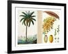 Date Tree and Fruit,Early Nineteenth Century-Pierre Jean Francois Turpin-Framed Giclee Print