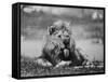 Date Unknownfrazier 19 Year Old Lion at Lion Country Safari South of Los Angeles-Ralph Crane-Framed Stretched Canvas