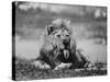 Date Unknownfrazier 19 Year Old Lion at Lion Country Safari South of Los Angeles-Ralph Crane-Stretched Canvas