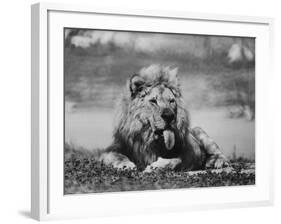 Date Unknownfrazier 19 Year Old Lion at Lion Country Safari South of Los Angeles-Ralph Crane-Framed Photographic Print