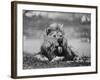 Date Unknownfrazier 19 Year Old Lion at Lion Country Safari South of Los Angeles-Ralph Crane-Framed Photographic Print