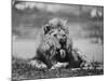 Date Unknownfrazier 19 Year Old Lion at Lion Country Safari South of Los Angeles-Ralph Crane-Mounted Photographic Print