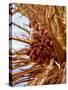 Dates on a Date Palm, Mafo, Ubari, Libya, North Africa, Africa-Godong-Stretched Canvas