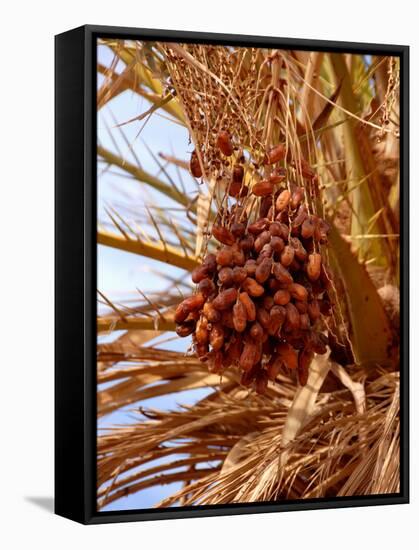 Dates on a Date Palm, Mafo, Ubari, Libya, North Africa, Africa-Godong-Framed Stretched Canvas