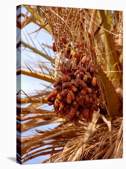 Dates on a Date Palm, Mafo, Ubari, Libya, North Africa, Africa-Godong-Stretched Canvas