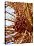 Dates on a Date Palm, Mafo, Ubari, Libya, North Africa, Africa-Godong-Stretched Canvas