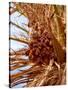 Dates on a Date Palm, Mafo, Ubari, Libya, North Africa, Africa-Godong-Stretched Canvas