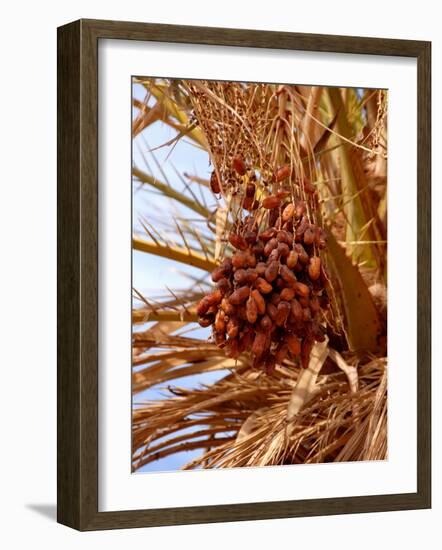 Dates on a Date Palm, Mafo, Ubari, Libya, North Africa, Africa-Godong-Framed Photographic Print