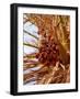 Dates on a Date Palm, Mafo, Ubari, Libya, North Africa, Africa-Godong-Framed Photographic Print