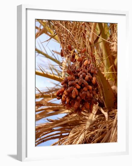 Dates on a Date Palm, Mafo, Ubari, Libya, North Africa, Africa-Godong-Framed Photographic Print
