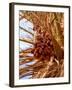 Dates on a Date Palm, Mafo, Ubari, Libya, North Africa, Africa-Godong-Framed Photographic Print