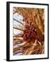 Dates on a Date Palm, Mafo, Ubari, Libya, North Africa, Africa-Godong-Framed Photographic Print