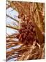 Dates on a Date Palm, Mafo, Ubari, Libya, North Africa, Africa-Godong-Mounted Photographic Print