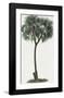 Dattier Palm-The Vintage Collection-Framed Giclee Print