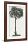 Dattier Palm-The Vintage Collection-Framed Giclee Print