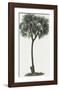 Dattier Palm-The Vintage Collection-Framed Giclee Print