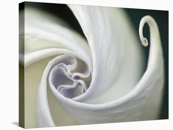 Datura Flower Close-Up, Pennsylvania, USA-Nancy Rotenberg-Stretched Canvas