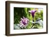 Datura, Flowers, Plant-Sweet Ink-Framed Photographic Print