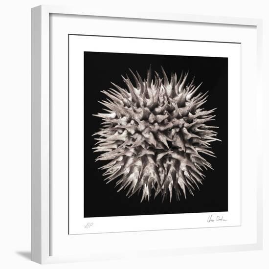 Datura I-Chris Dunker-Framed Collectable Print