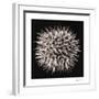 Datura I-Chris Dunker-Framed Collectable Print