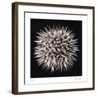 Datura I-Chris Dunker-Framed Collectable Print