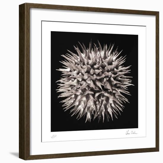 Datura I-Chris Dunker-Framed Collectable Print