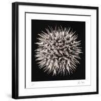 Datura I-Chris Dunker-Framed Collectable Print