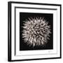 Datura I-Chris Dunker-Framed Collectable Print